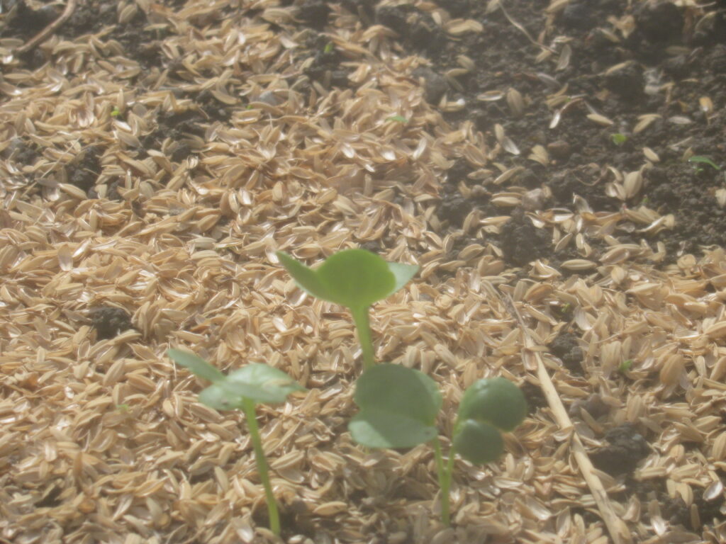 大根の発芽